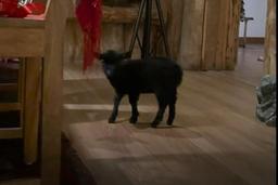 Павел Дуров завел козленка